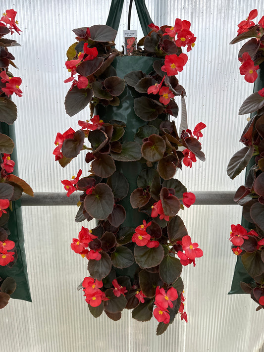 BEGONIA BADA BOOM SCARLET - FLOWER BAG