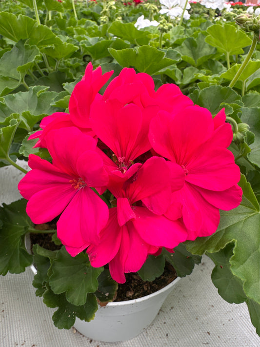 GERANIUM CALLIOPE MEDIUM HOT PINK - 6.5" Pot