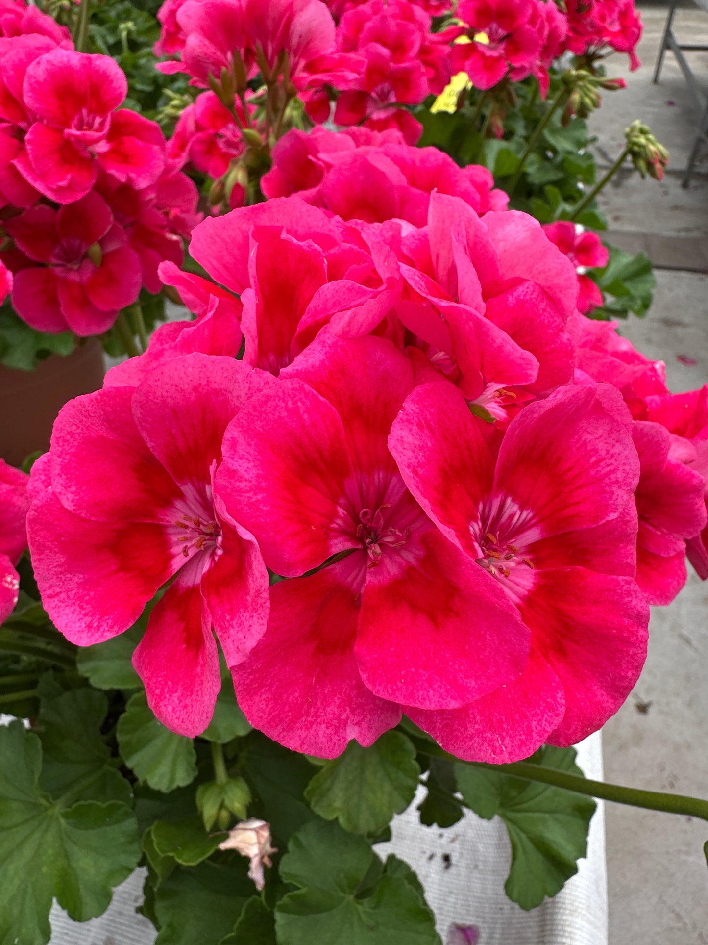 GERANIUM CALLIOPE MEDIUM HOT ROSE - 8" POT
