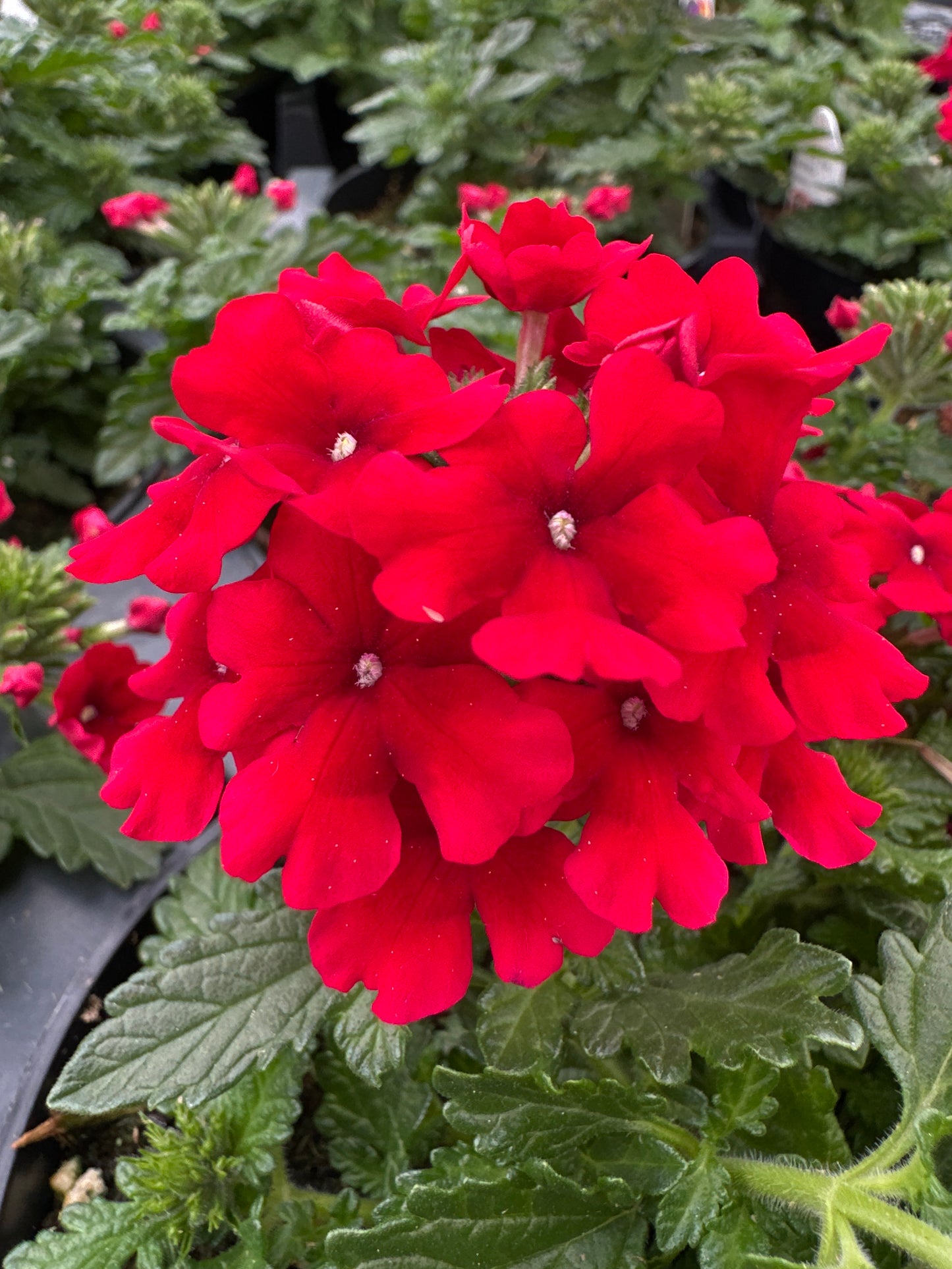 VERBENA EMPRESS SUN RED - 4" POT