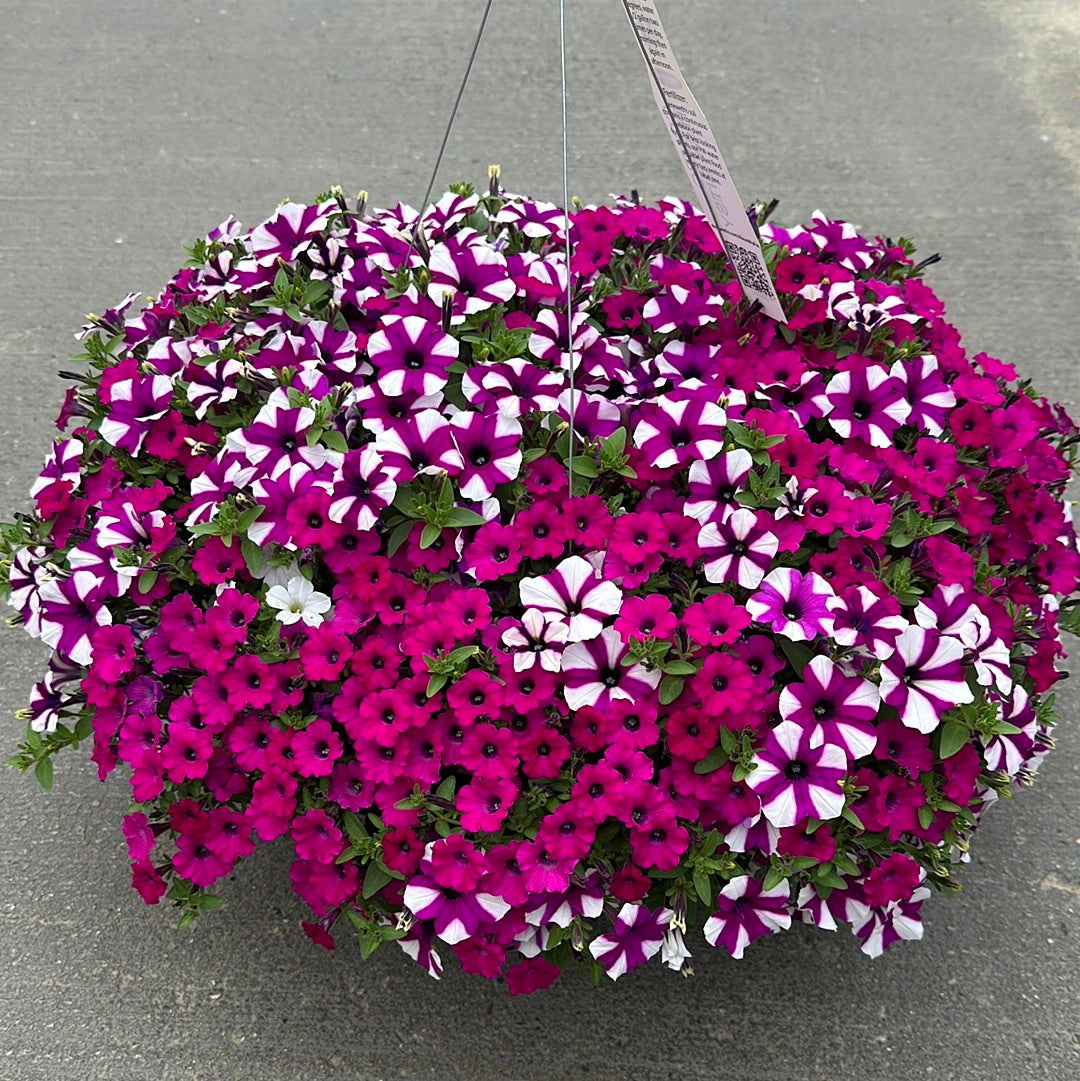 COMBO ITSY BITSY - 10" HANGING BASKET