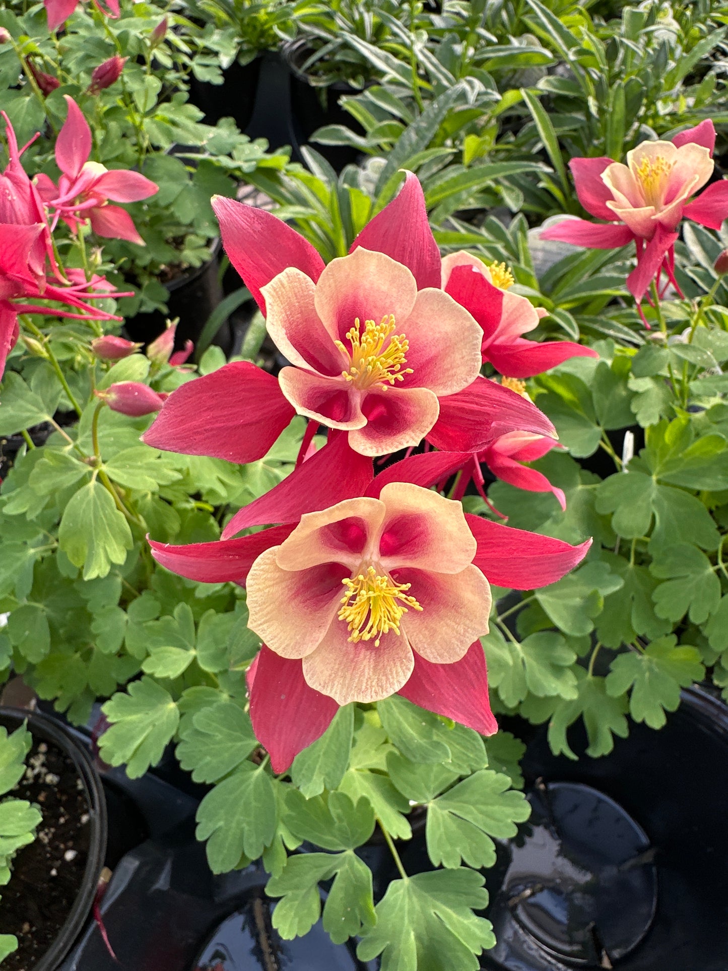 AQUILEGIA EARLY BIRD RED YELLOW - QUART POT