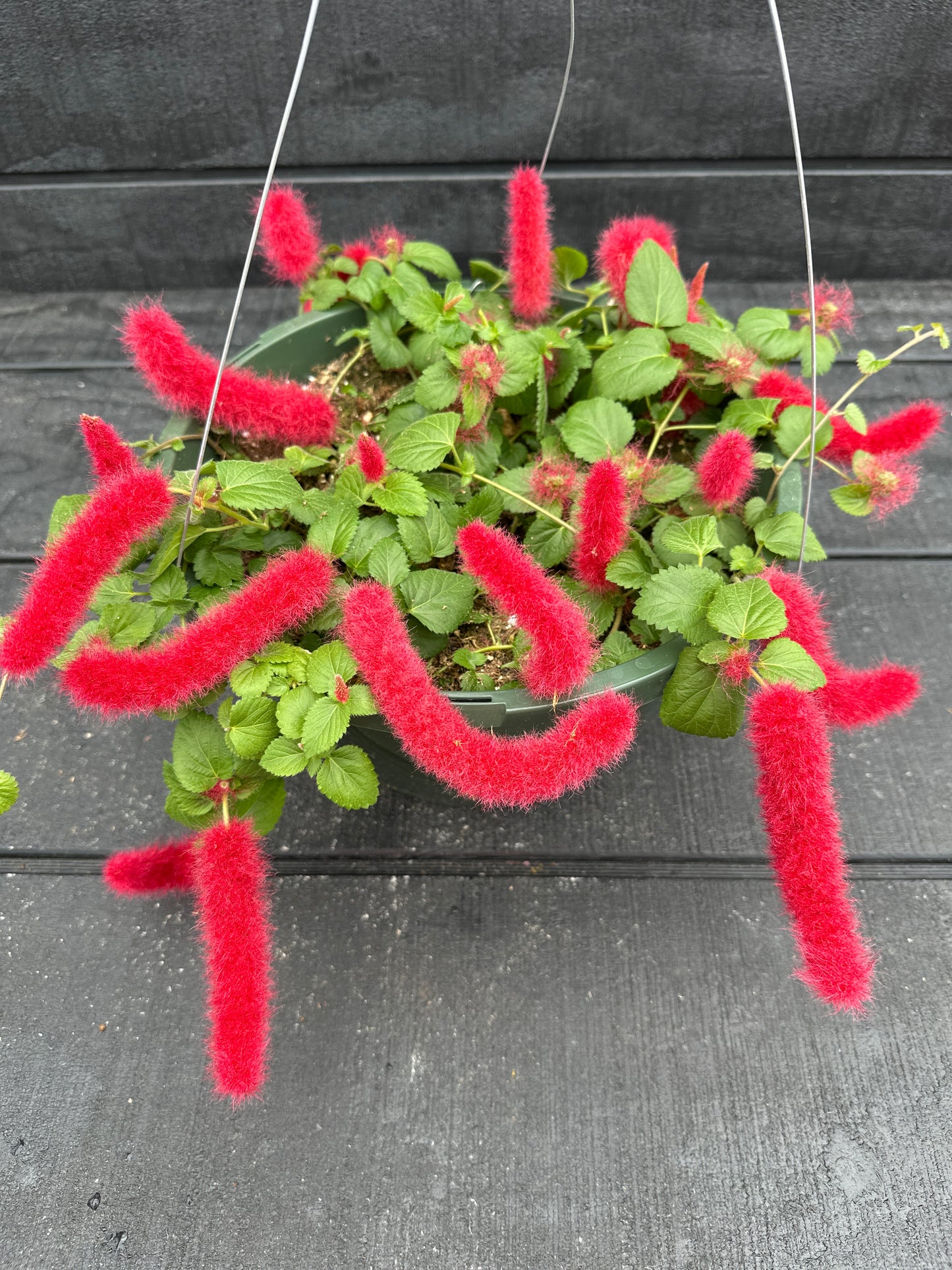 ACALYPHA PENDULA CHENILLE - 10" HANGING BASKET