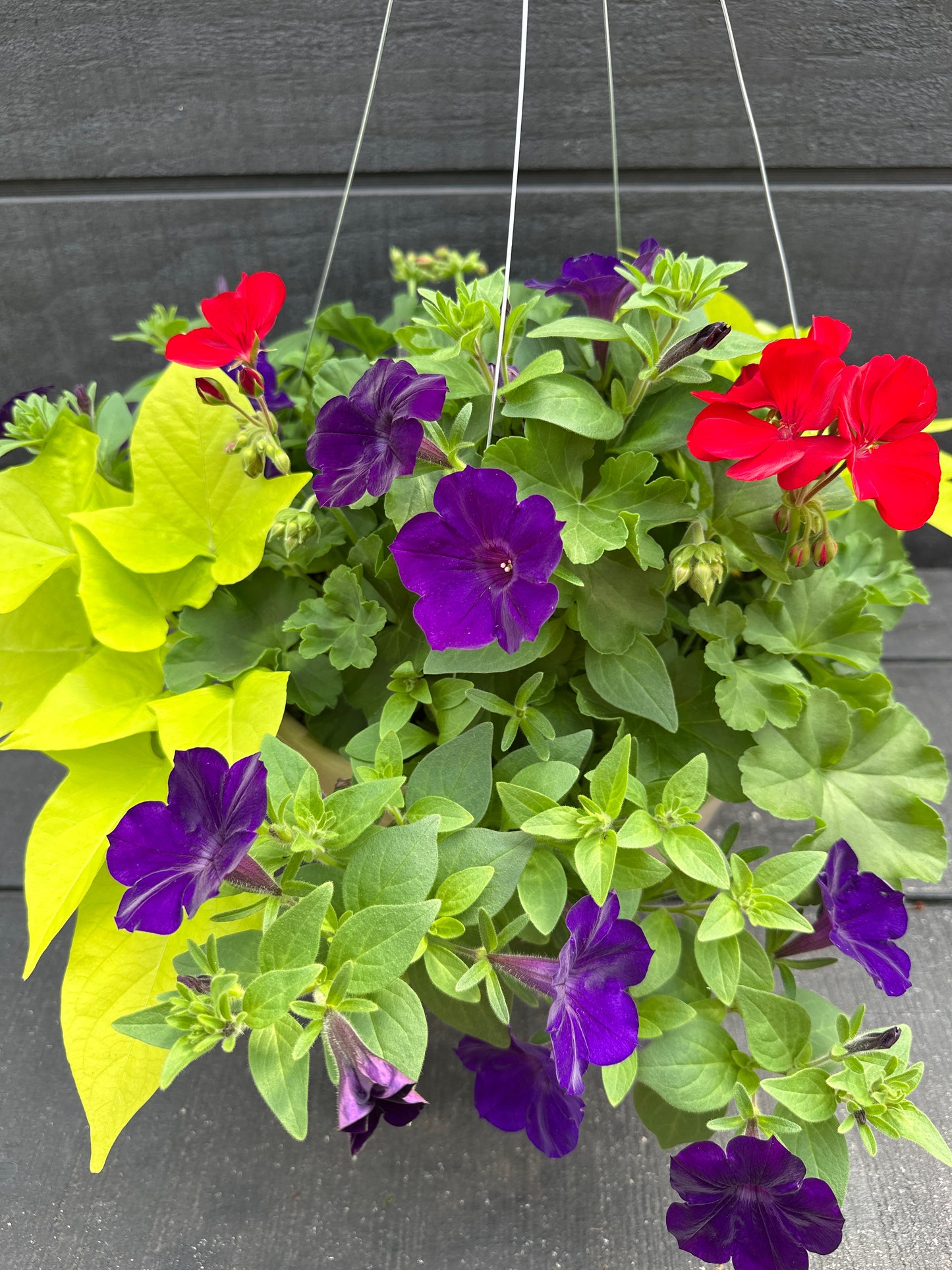 BASKET #90 - 12'' HANGING BASKET
