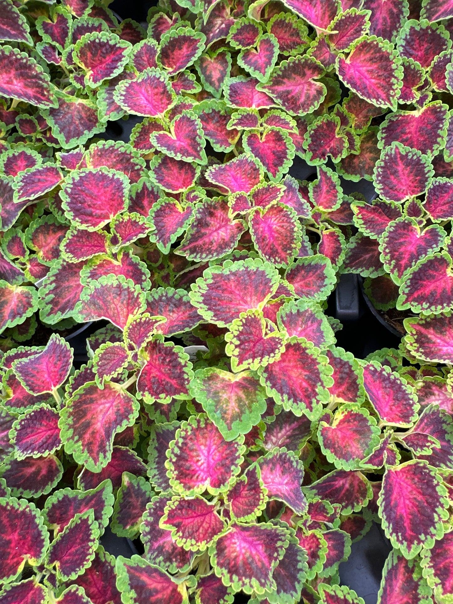 COLEUS PARTYTIME PINK BERRY - 4'' POT