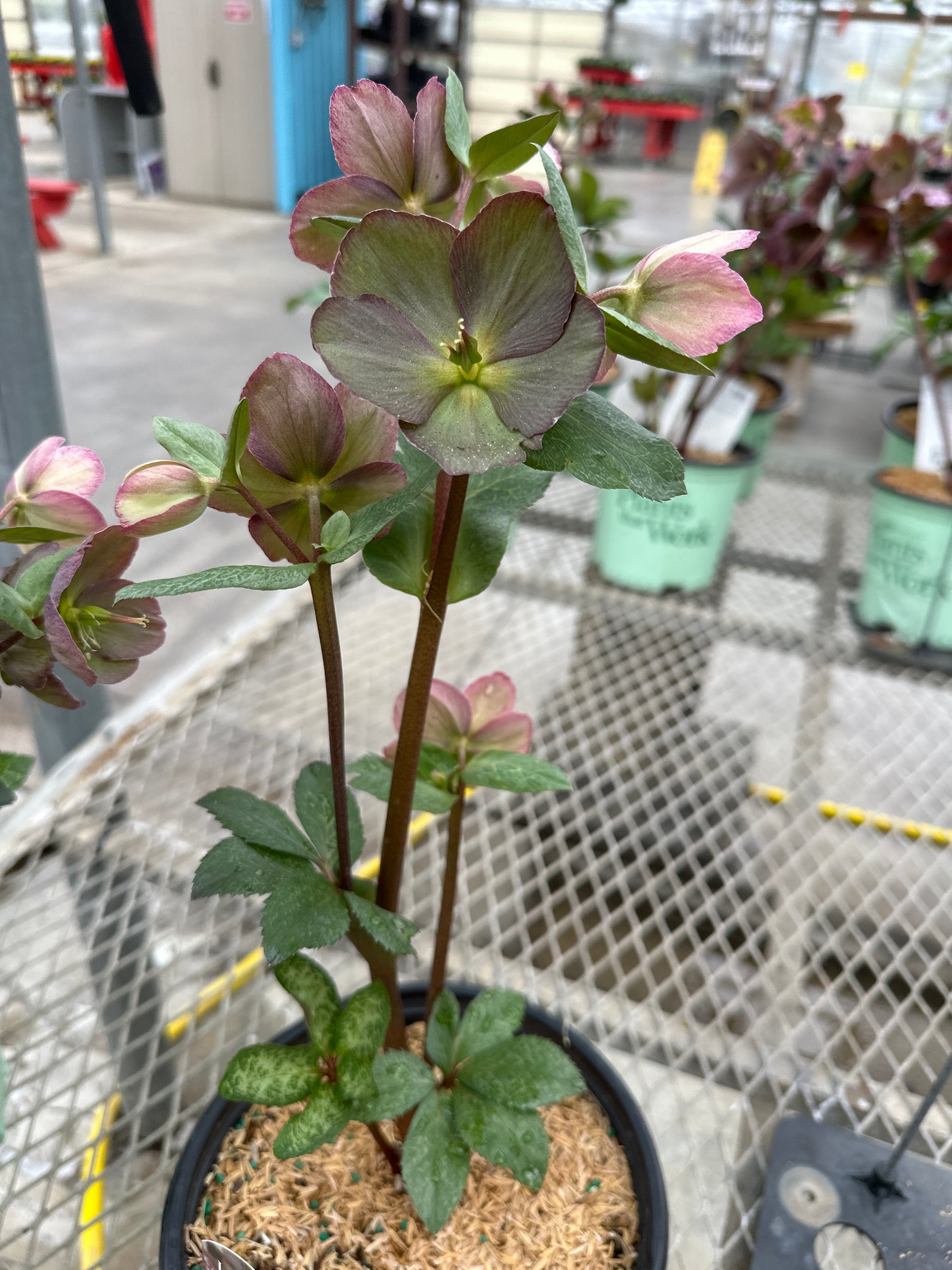 HELLEBORUS FROSTKISS 'ELEMENTAL'