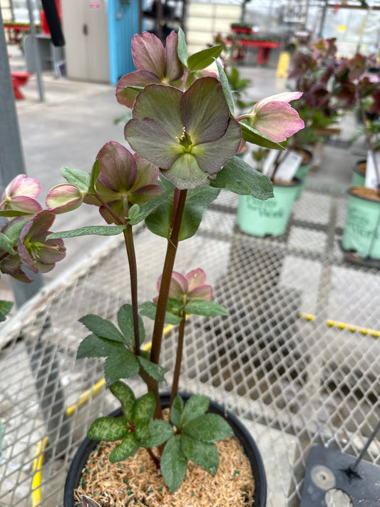 HELLEBORUS FROSTKISS 'ELEMENTAL'
