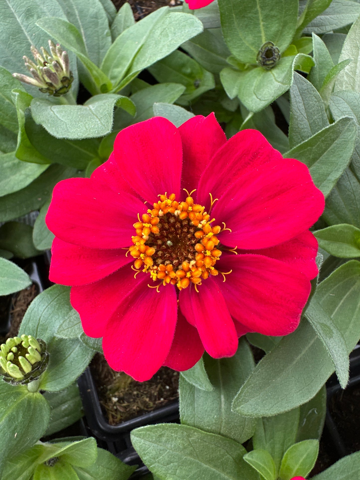 ZINNIA PROFUSION DOUBLE HOT CHERRY - JUMBO 6 PACK