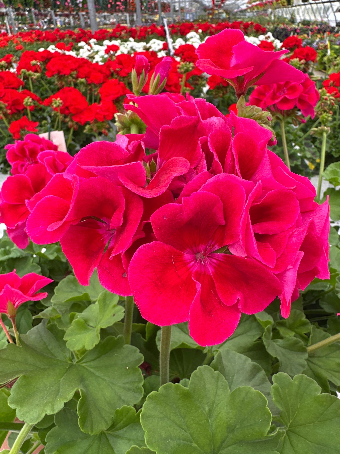GERANIUM CALLIOPE CRIMSON FLAME - 8" POT