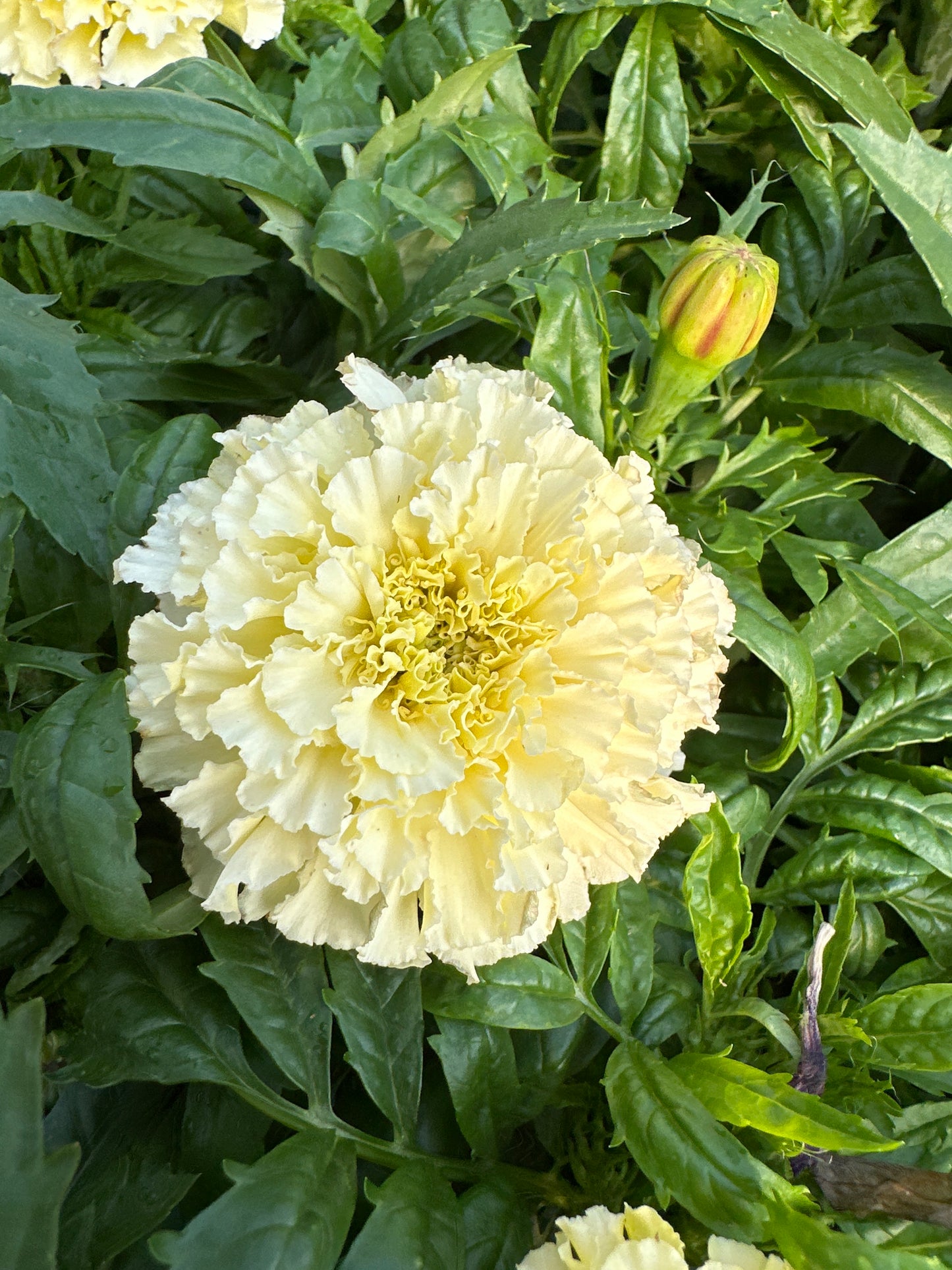 MARIGOLD LANNA LACE - JUMBO 6 PACK