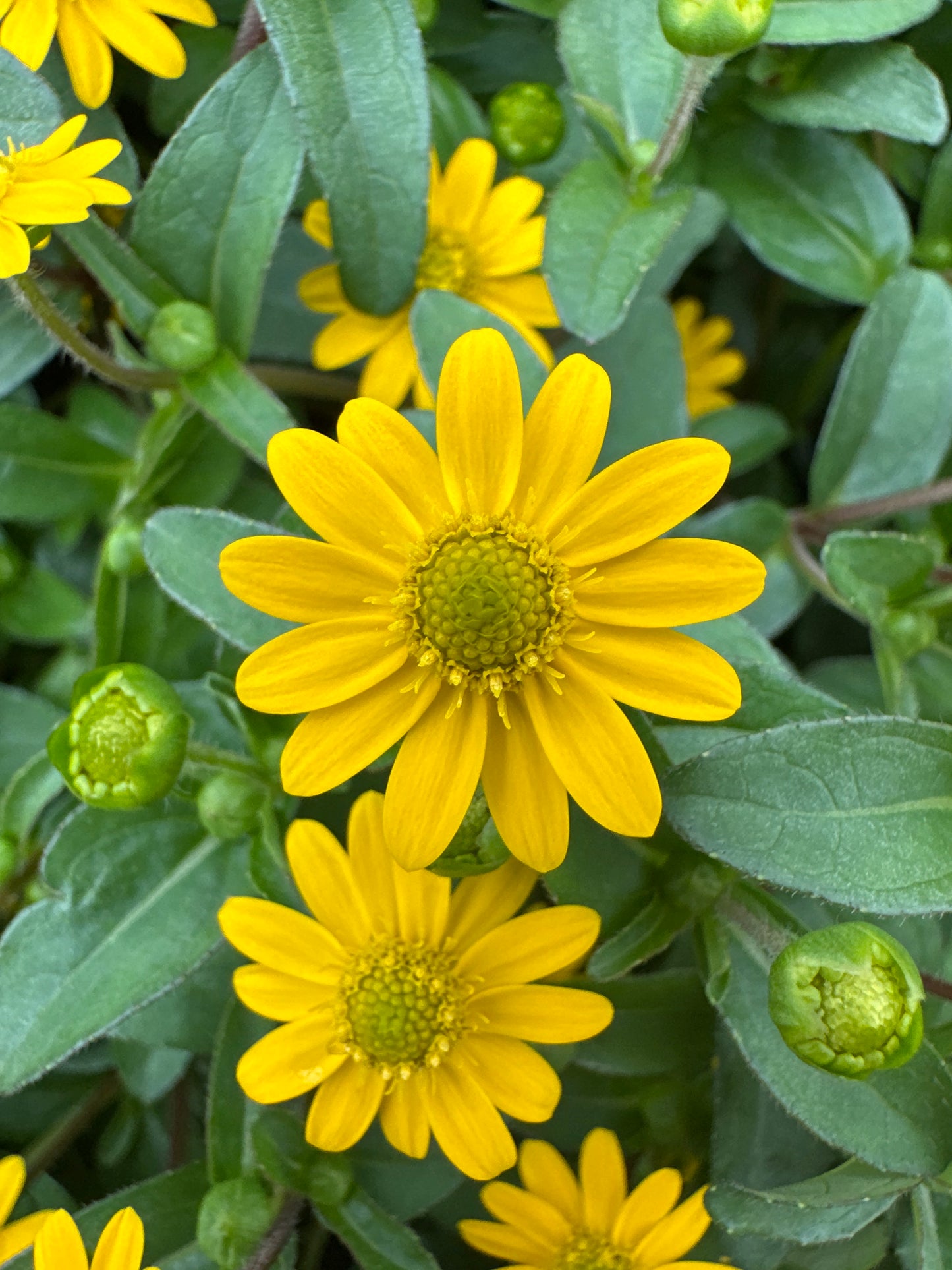 SANVITALIA TALYA BRIGHT - 4" POT