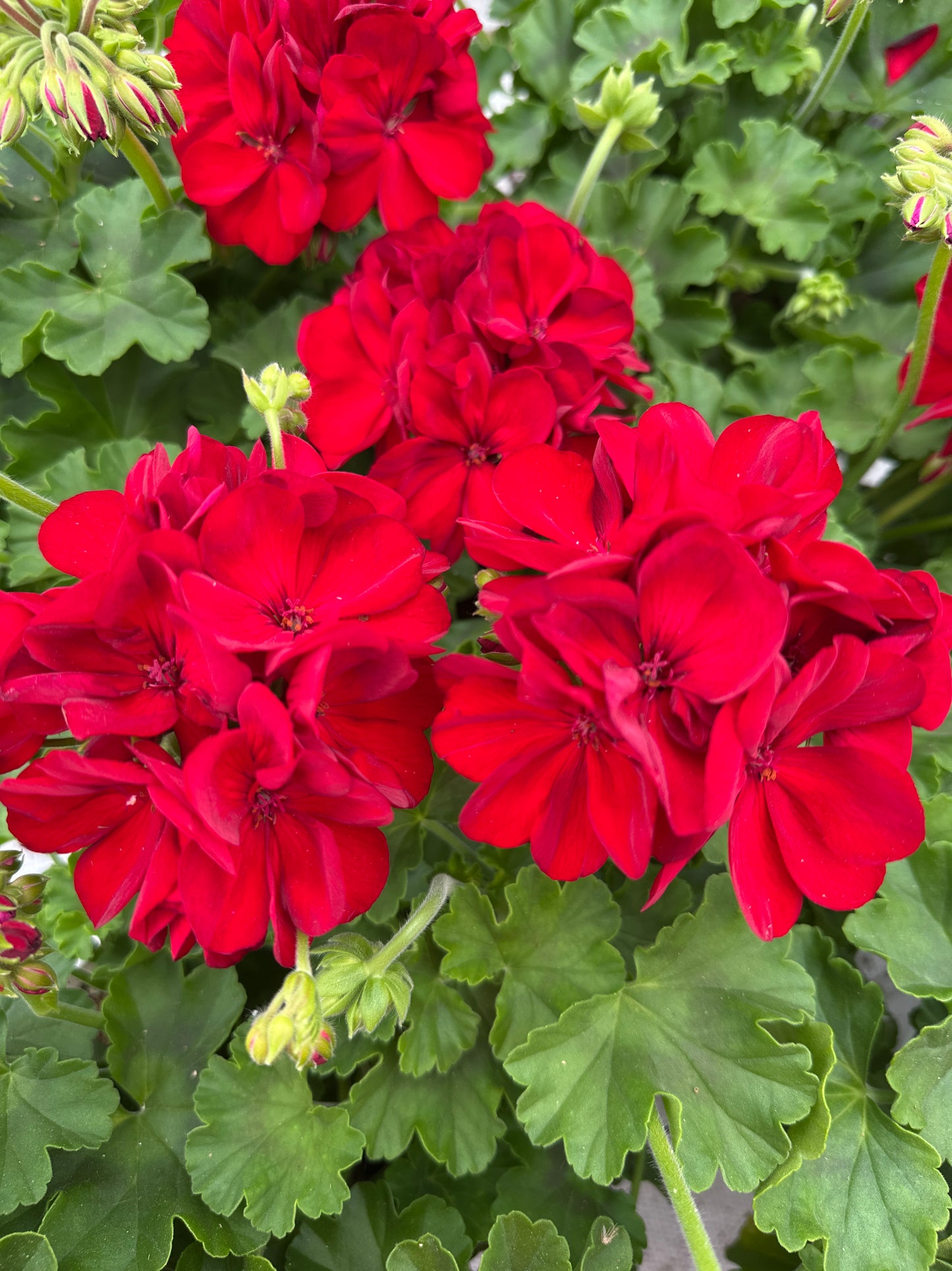 GERANIUM CALLIOPE MEDIUM DARK RED - 4'' POT