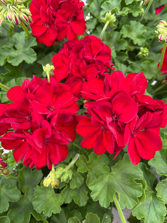 GERANIUM CALLIOPE MEDIUM DARK RED - 4'' POT
