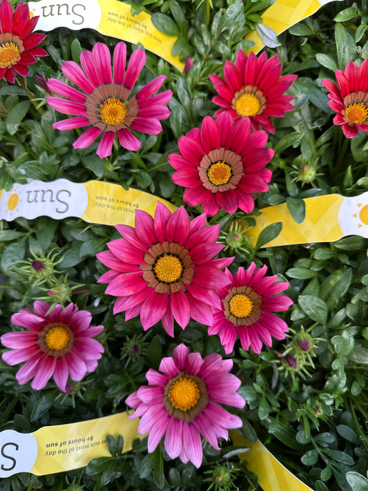GAZANIA KISS ROSE - JUMBO 6 PACK