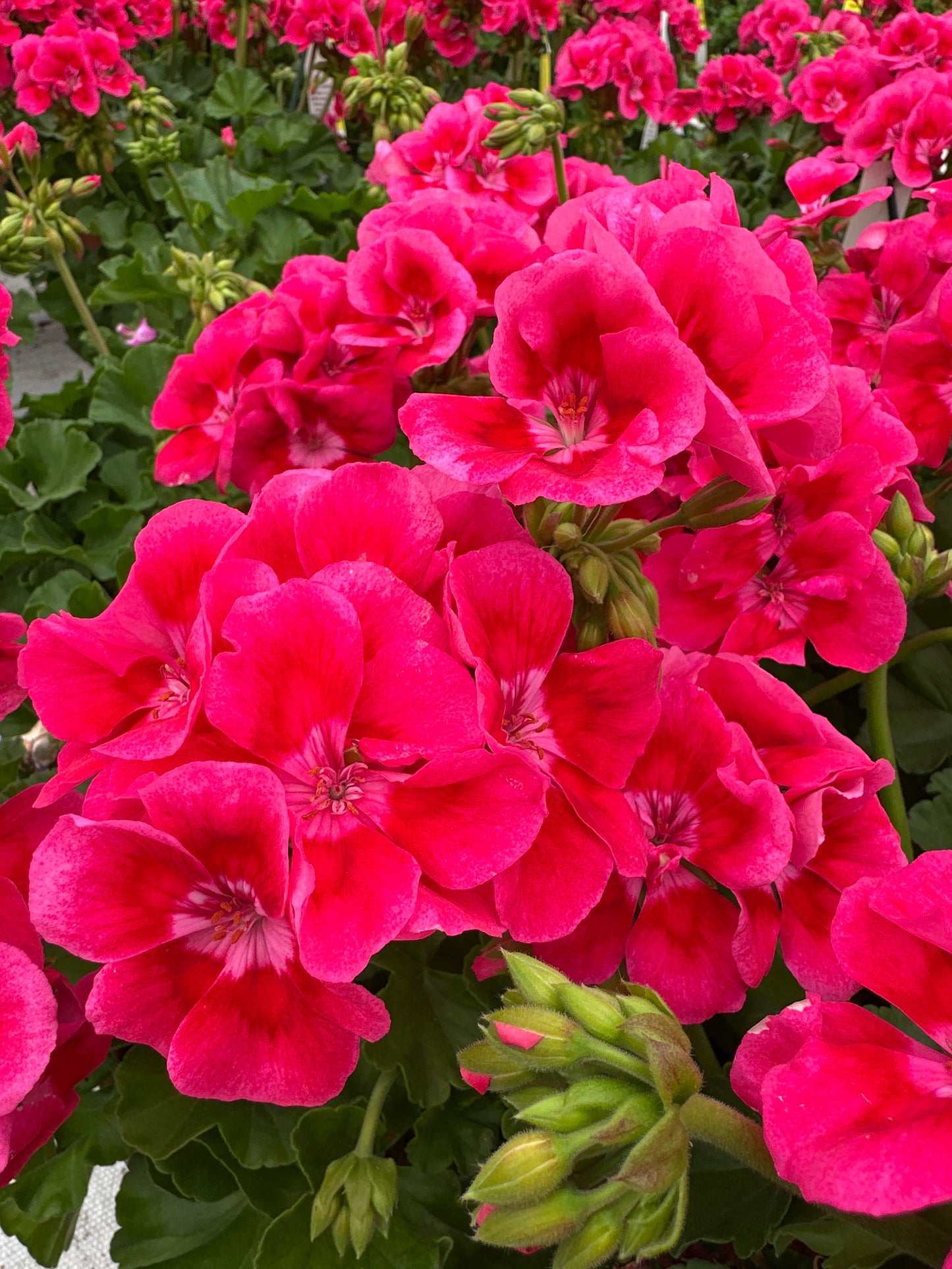 GERANIUM CALLIOPE MEDIUM HOT ROSE - 8" POT