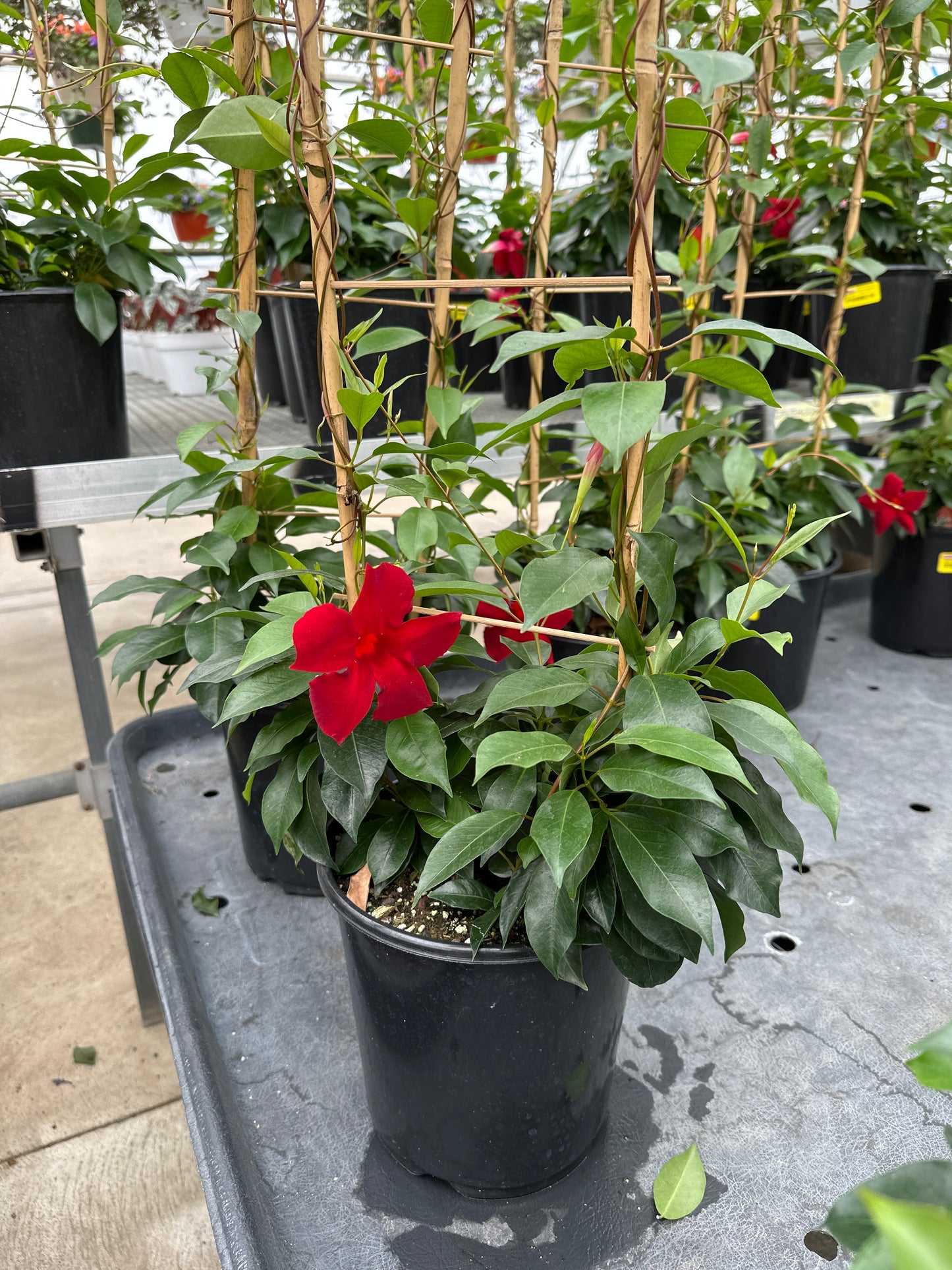 MANDEVILLA SUN 'PARASOL CRIMSON'