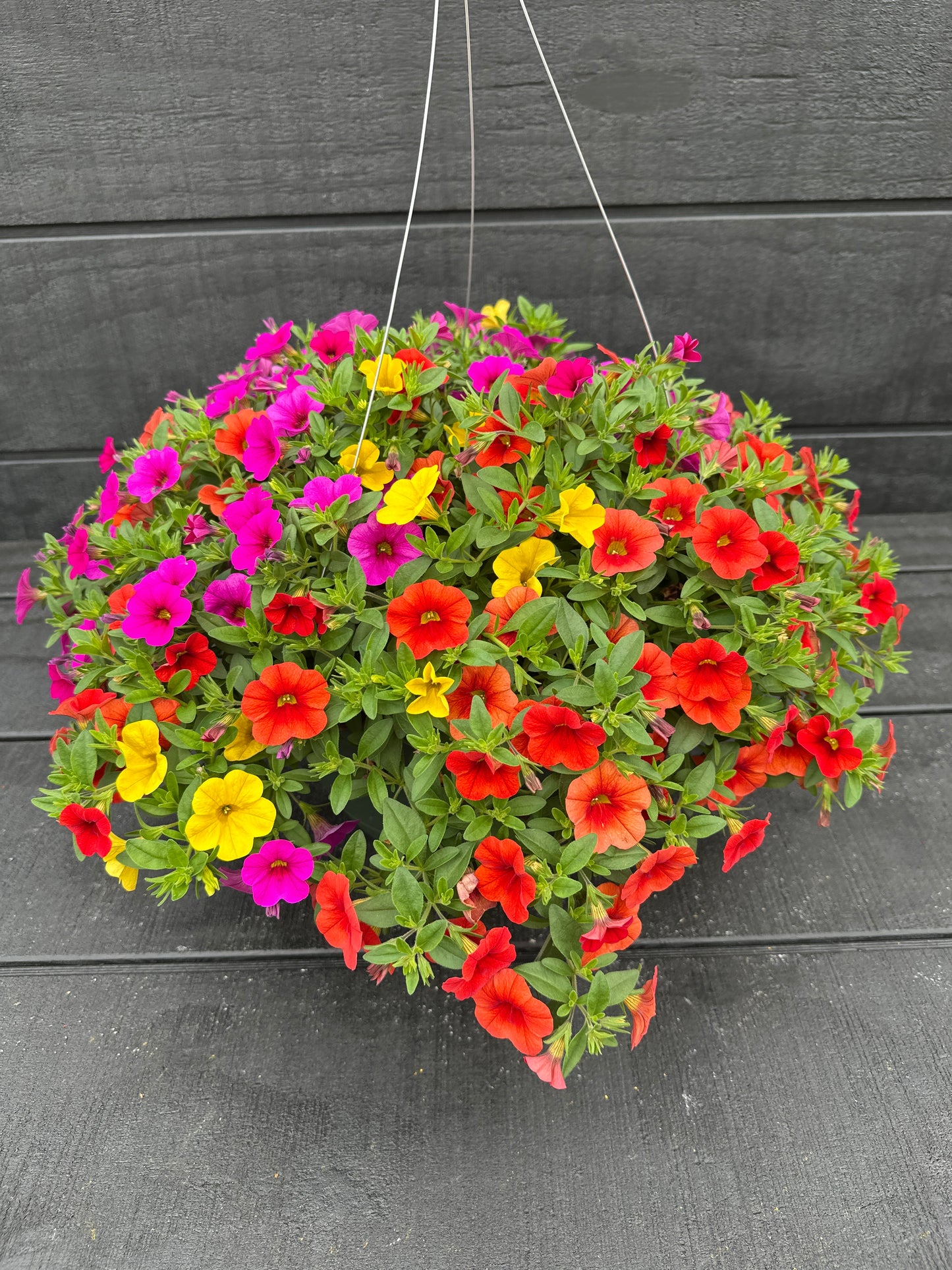 COMBO FRUIT COCKTAIL - 10" HANGING BASKET