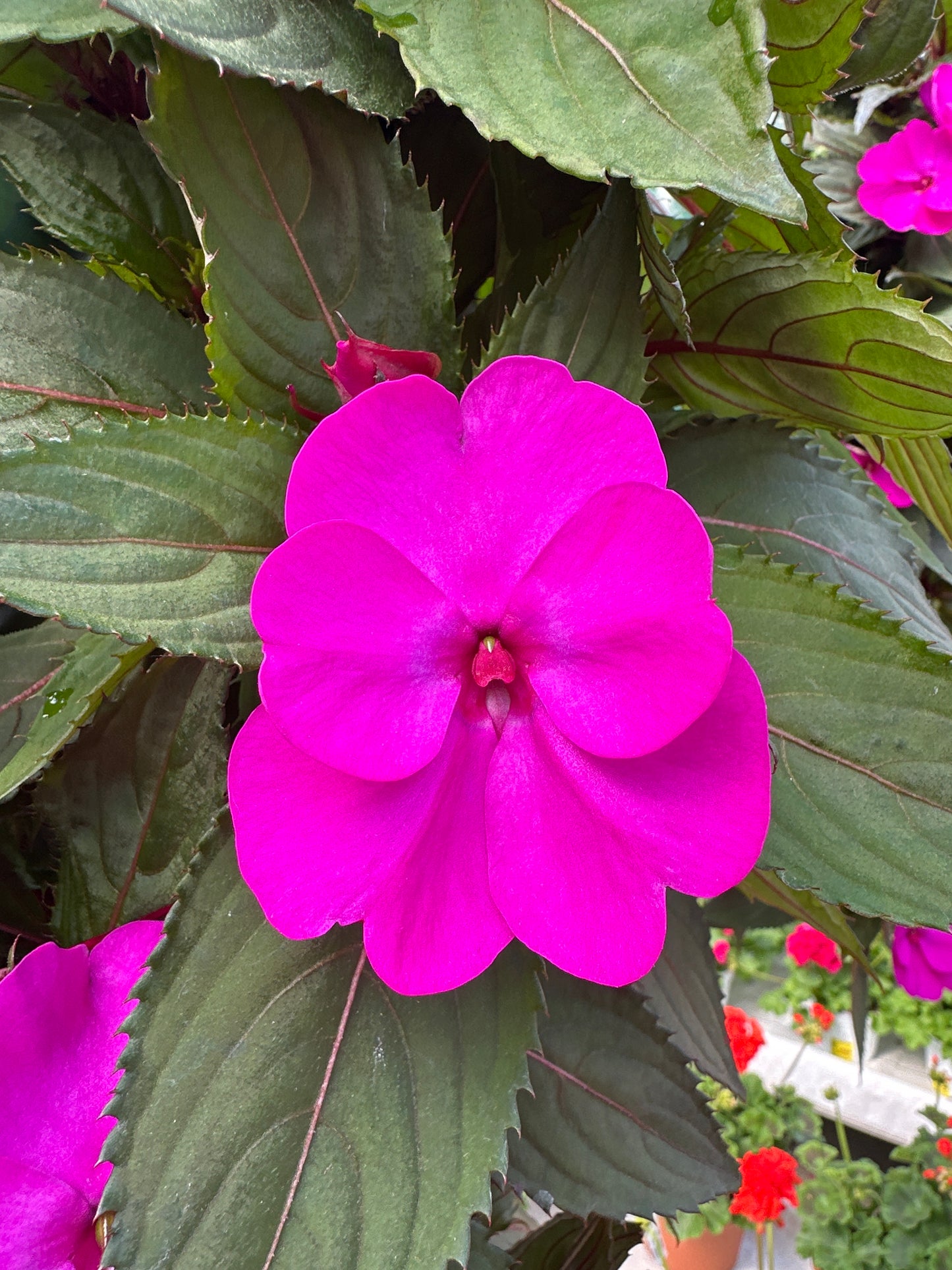 SUNPATIENS COMPACT PURPLE - FLOWER BAG