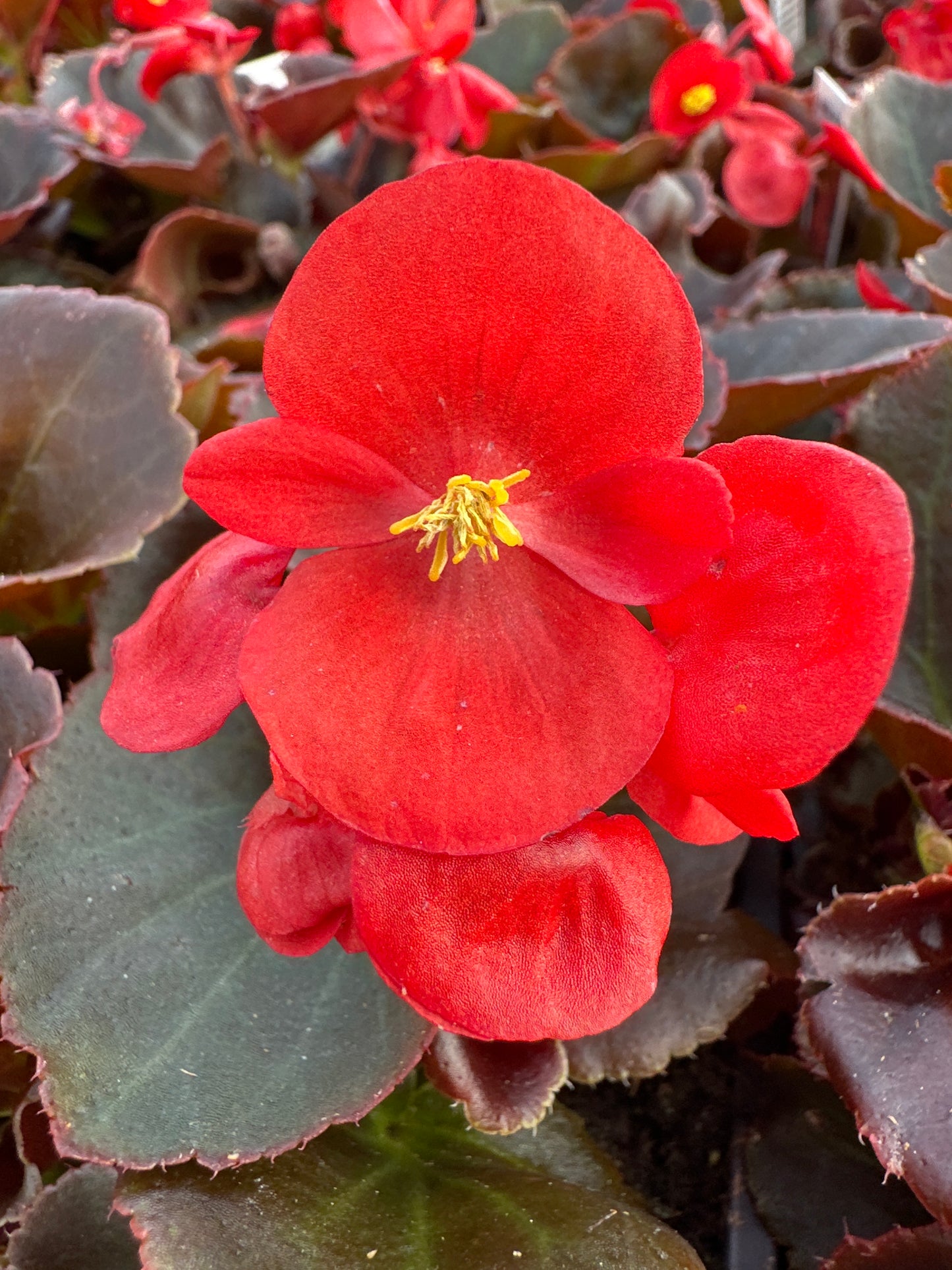 BEGONIA BADA BOOM SCARLET - FLAT OF 48 PLANTS