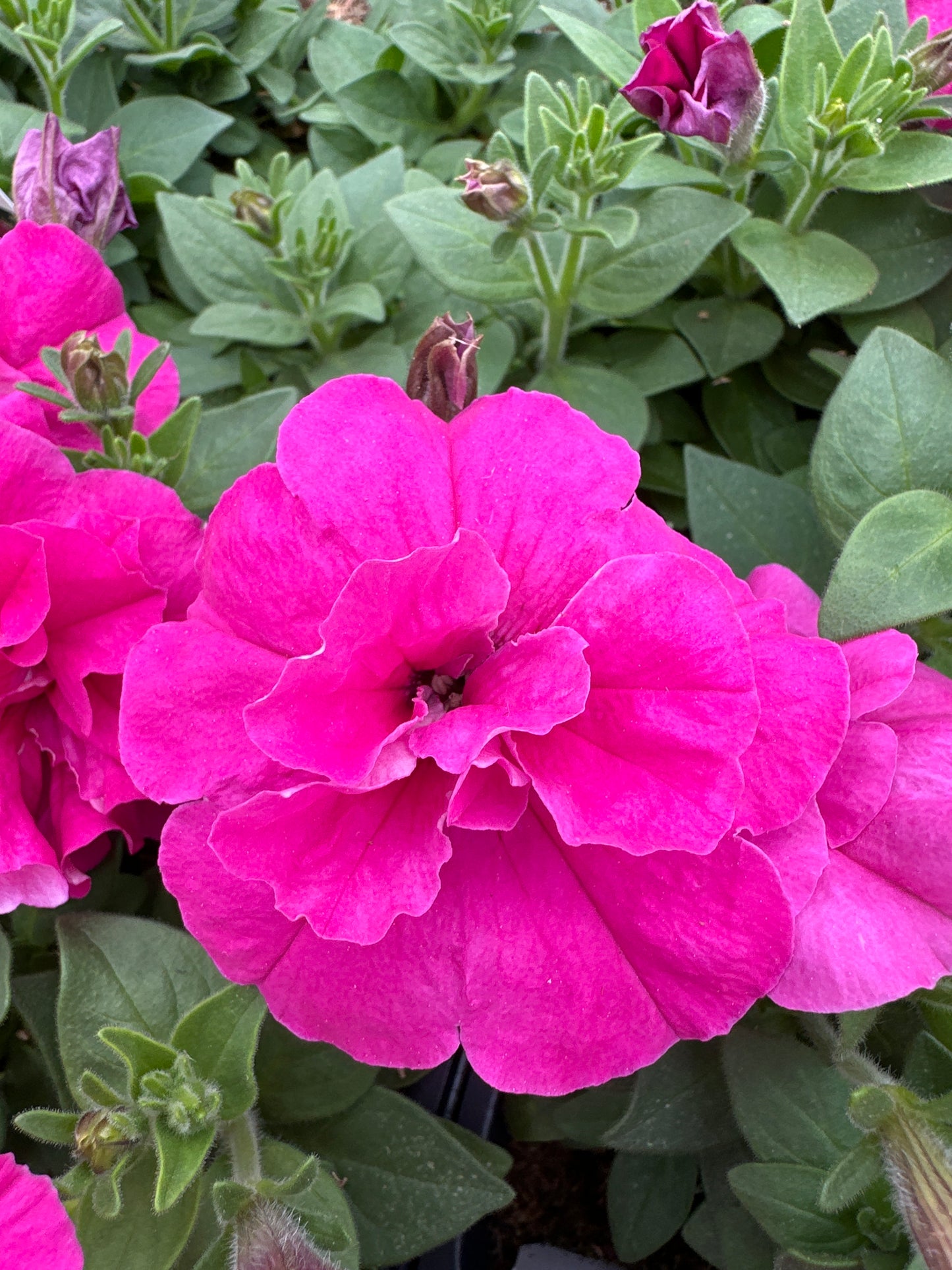 PETUNIA DOUBLE MADNESS ROSE - FLAT OF 48 PLANTS