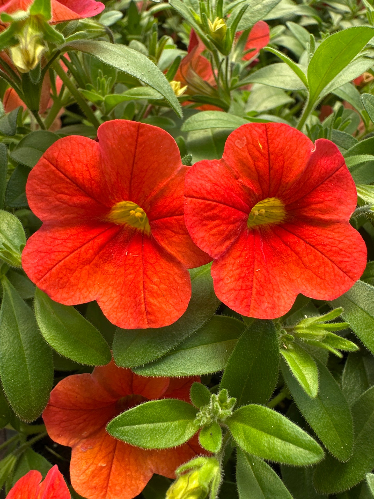 CALIBRACHOA MINIFAMOUS NEO DEEP ORANGE - JUMBO 6 PACK