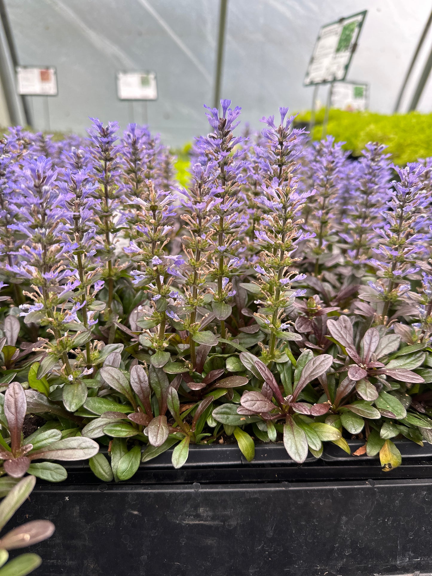 AJUGA CHOCOLATE CHIP BUGLE FLOWER - QUART POT