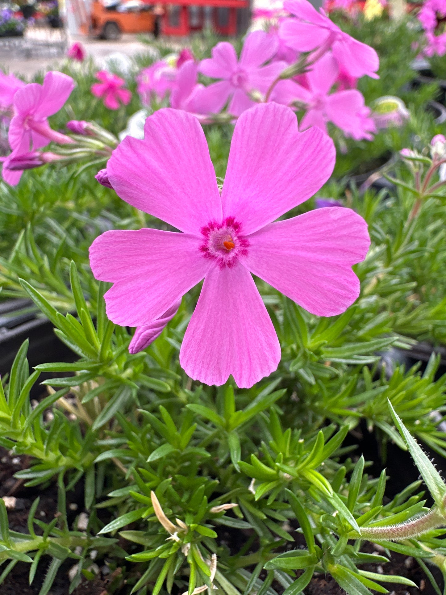 PHLOX SUBULATA DRUMMONDS PINK CREEPING PHLOX - QUART POT