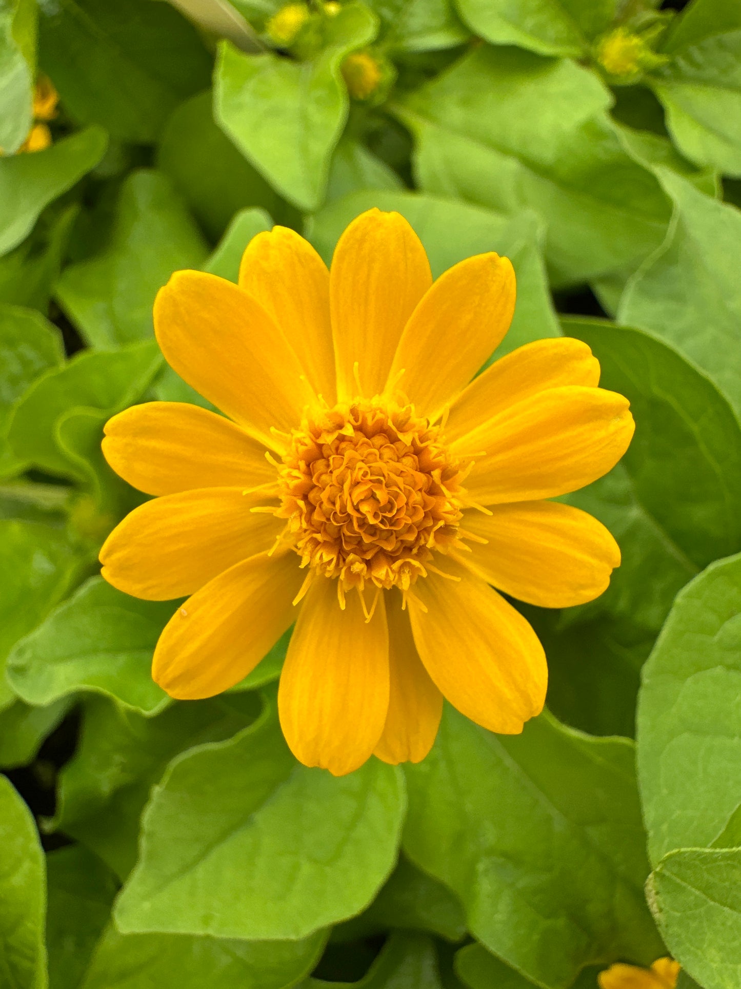 MELAMPODIUM JACKPOT GOLD - JUMBO 6 PACK