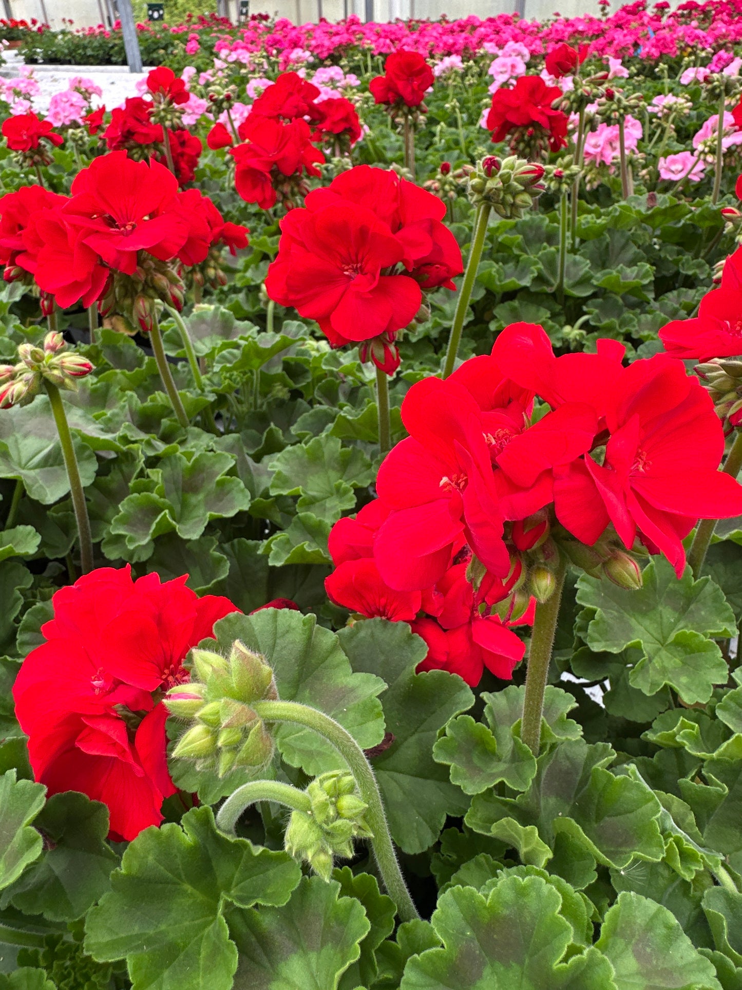 GERANIUM DYNAMO RED - 4" POT
