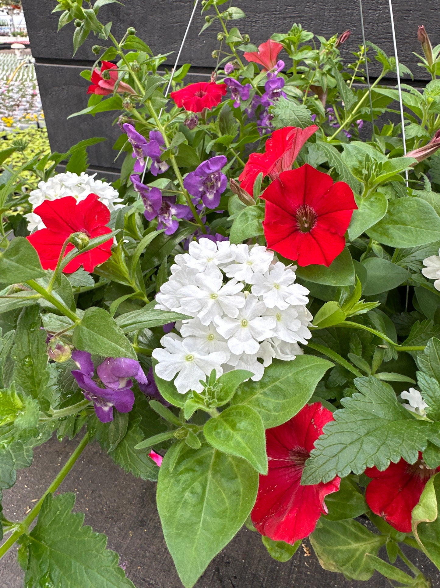 COMBO FREEDOM - 12" HANGING BASKET
