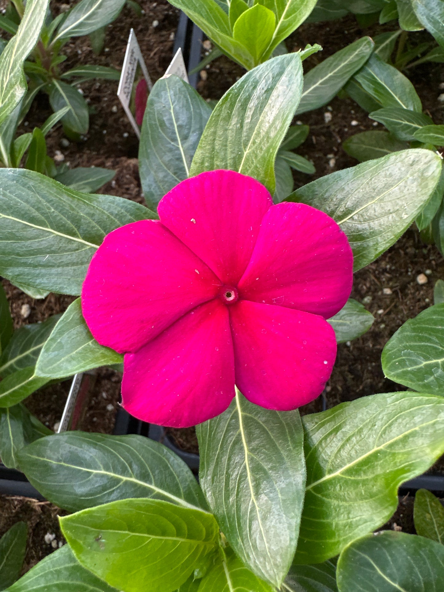 PERIWINKLE VINCA CORA XDR HOTGENTA - FLAT OF 32 PLANTS