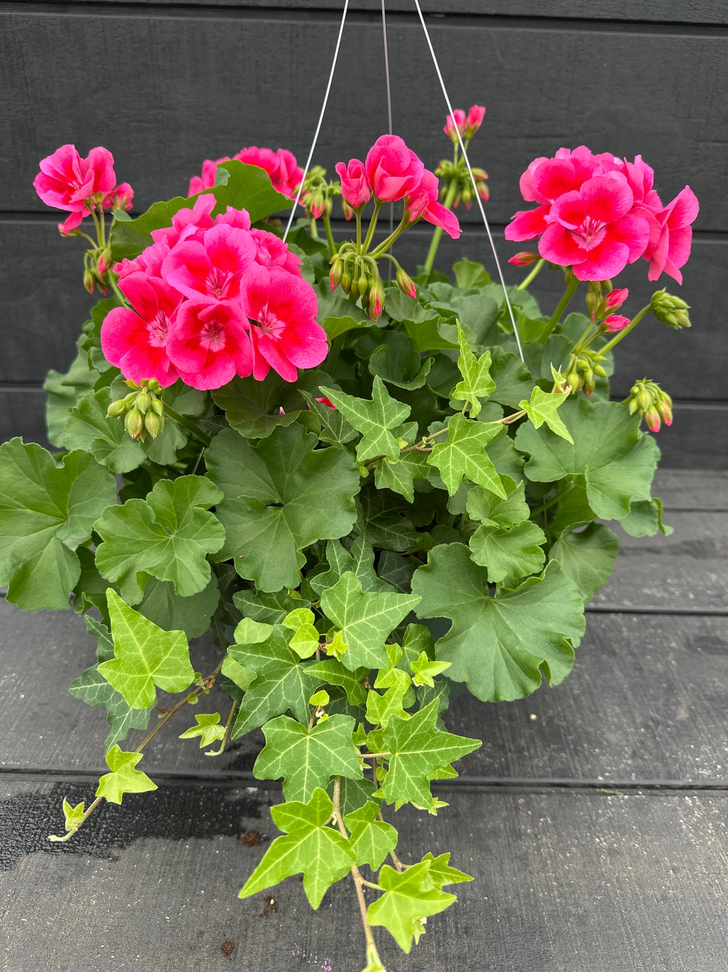 BASKET #51 - 10'' HANGING BASKET