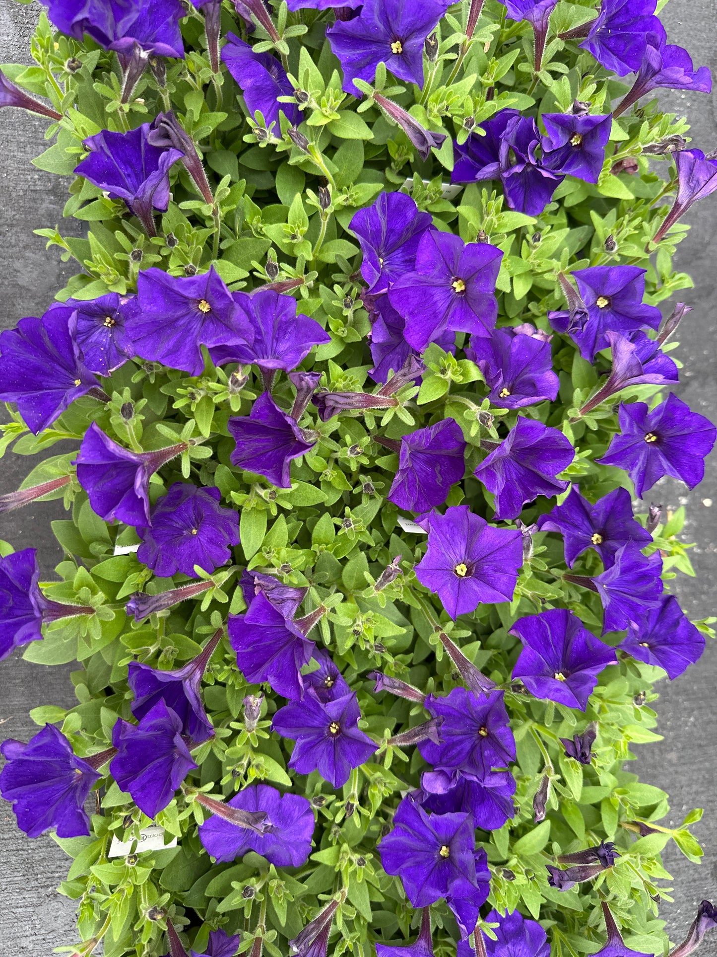 PETUNIA PICOBELLA BLUE - FLAT OF 48 PLANTS