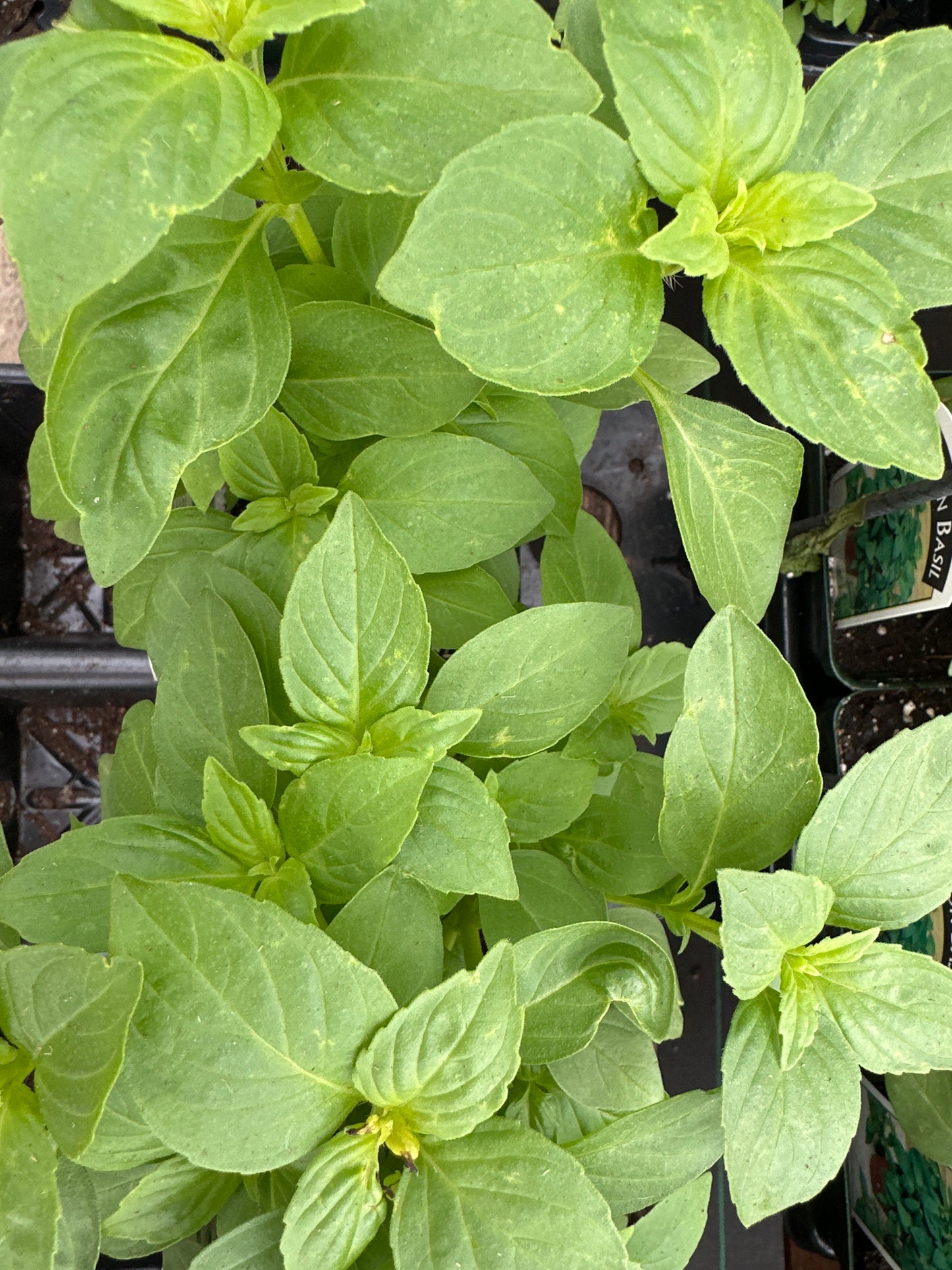 BASIL LEMON AMERICANUM