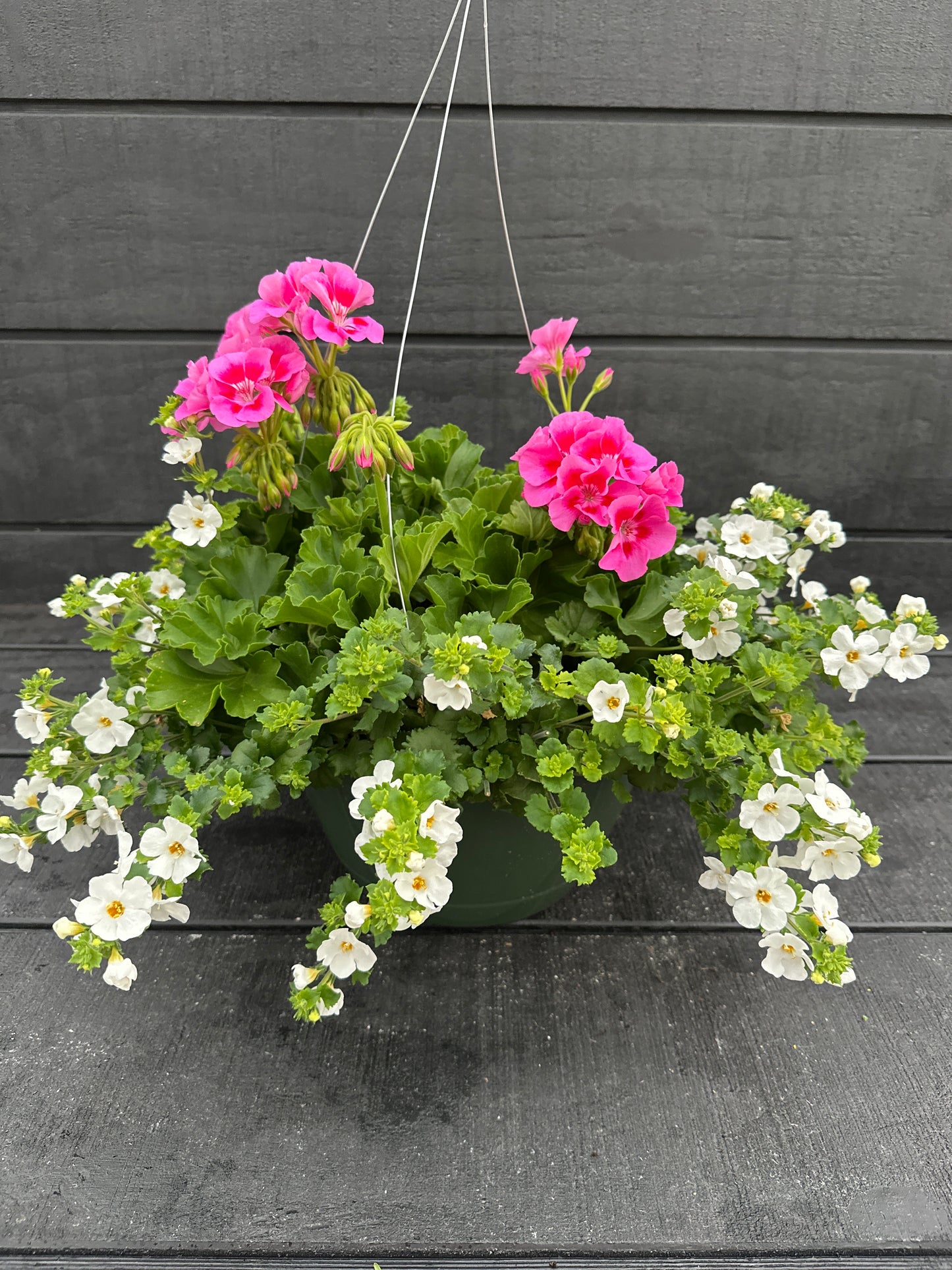 BASKET #4 - 10" HANGING BASKET