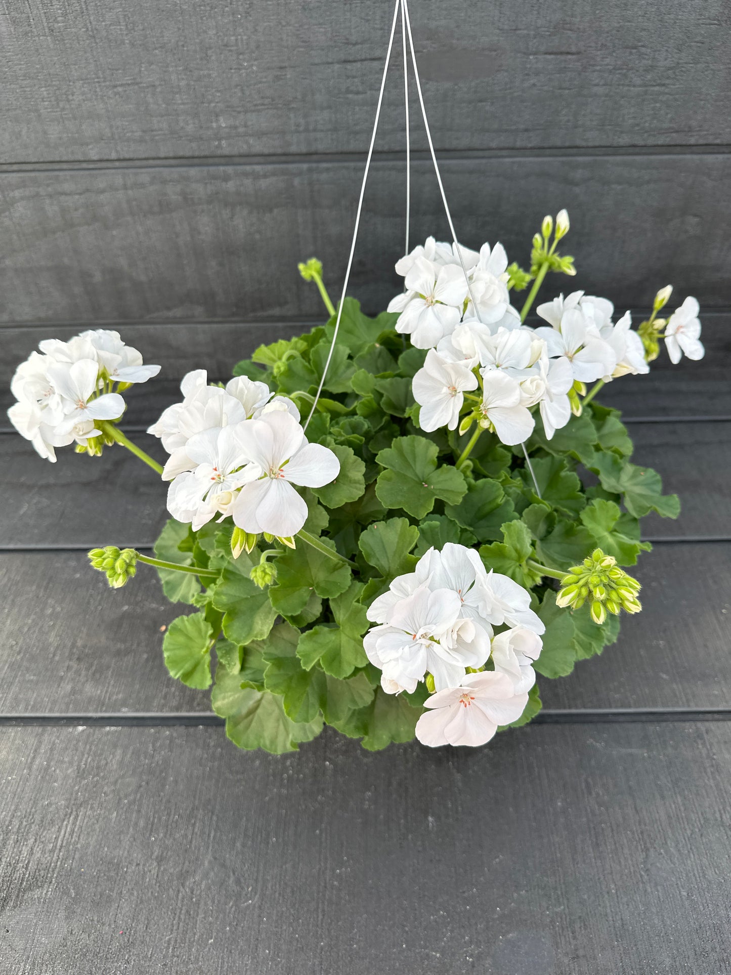 GERANIUM CALLIOPE MEDIUM WHITE - 10'' HANGING BASKET