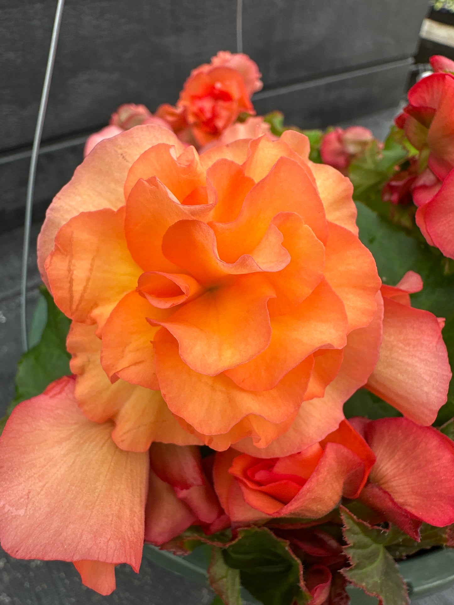 BEGONIA SOLENIAS APRICOT - 10'' HANGING BASKET