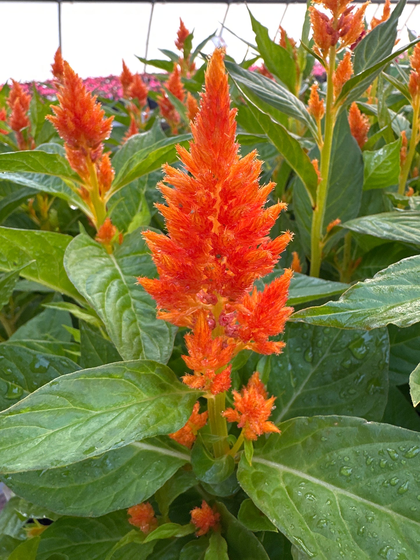 CELOSIA FRESH LOOK ORANGE - JUMBO 6 PACK