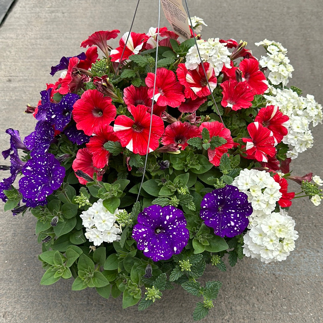 COMBO STARS AND STRIPES GLORY - 10" HANGING BASKET