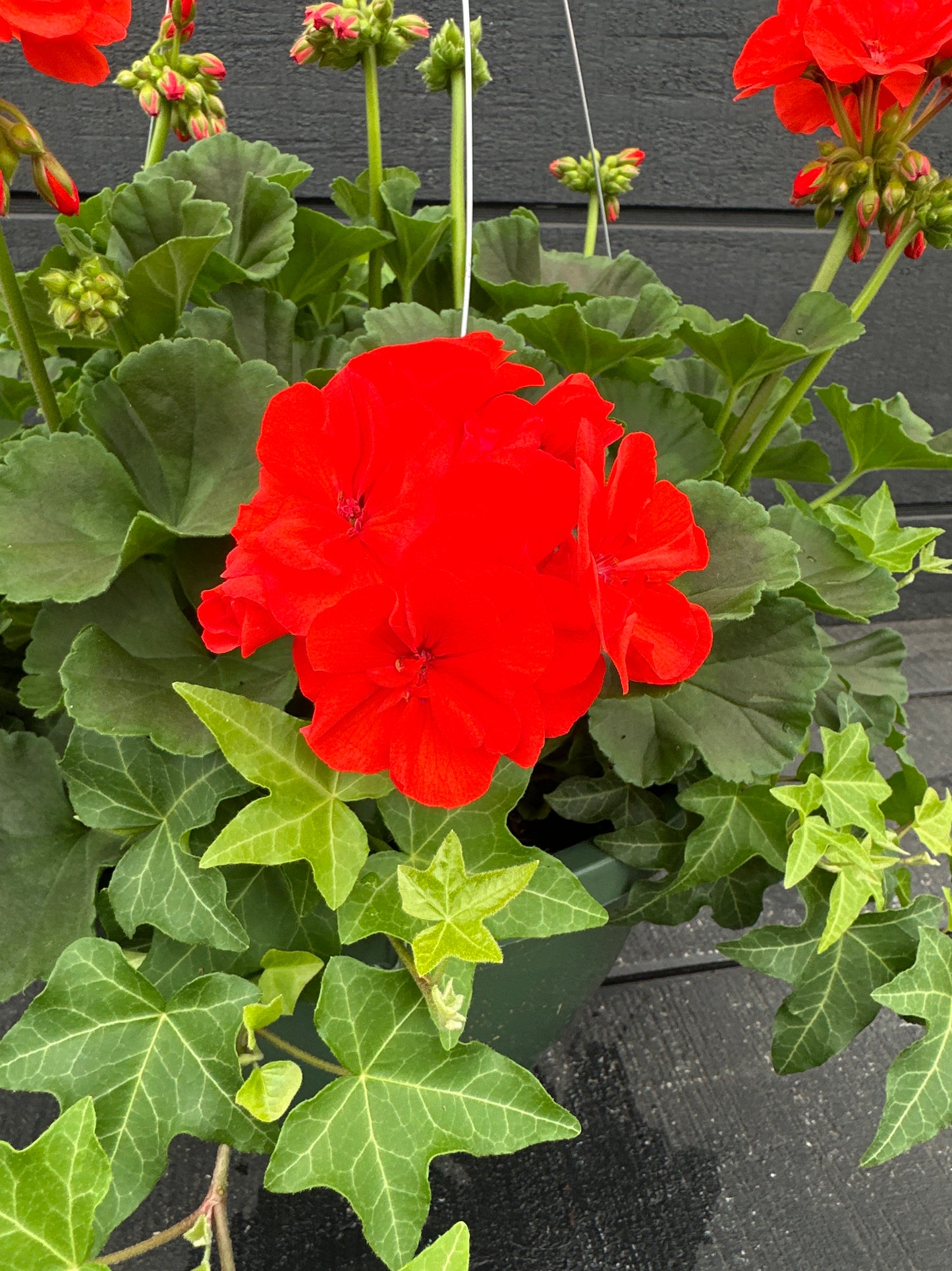 BASKET #47 - 10'' HANGING BASKET