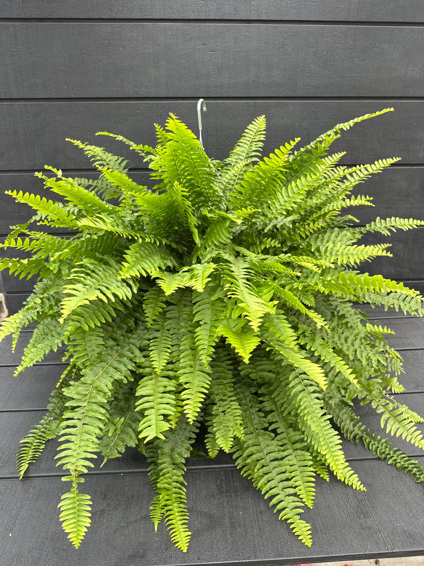 BOSTON FERN