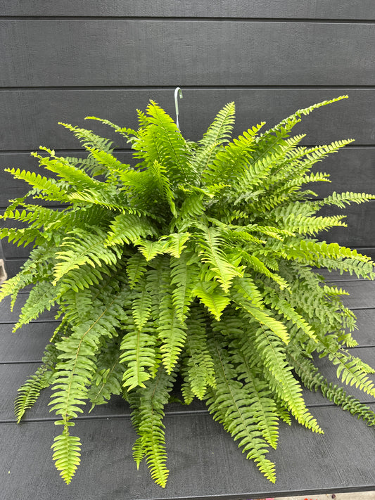 BOSTON FERN