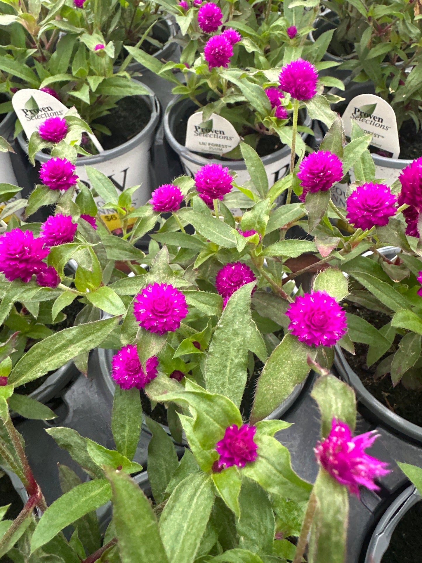 GOMPHRENA LIL FOREST PURPLE - QUART POT