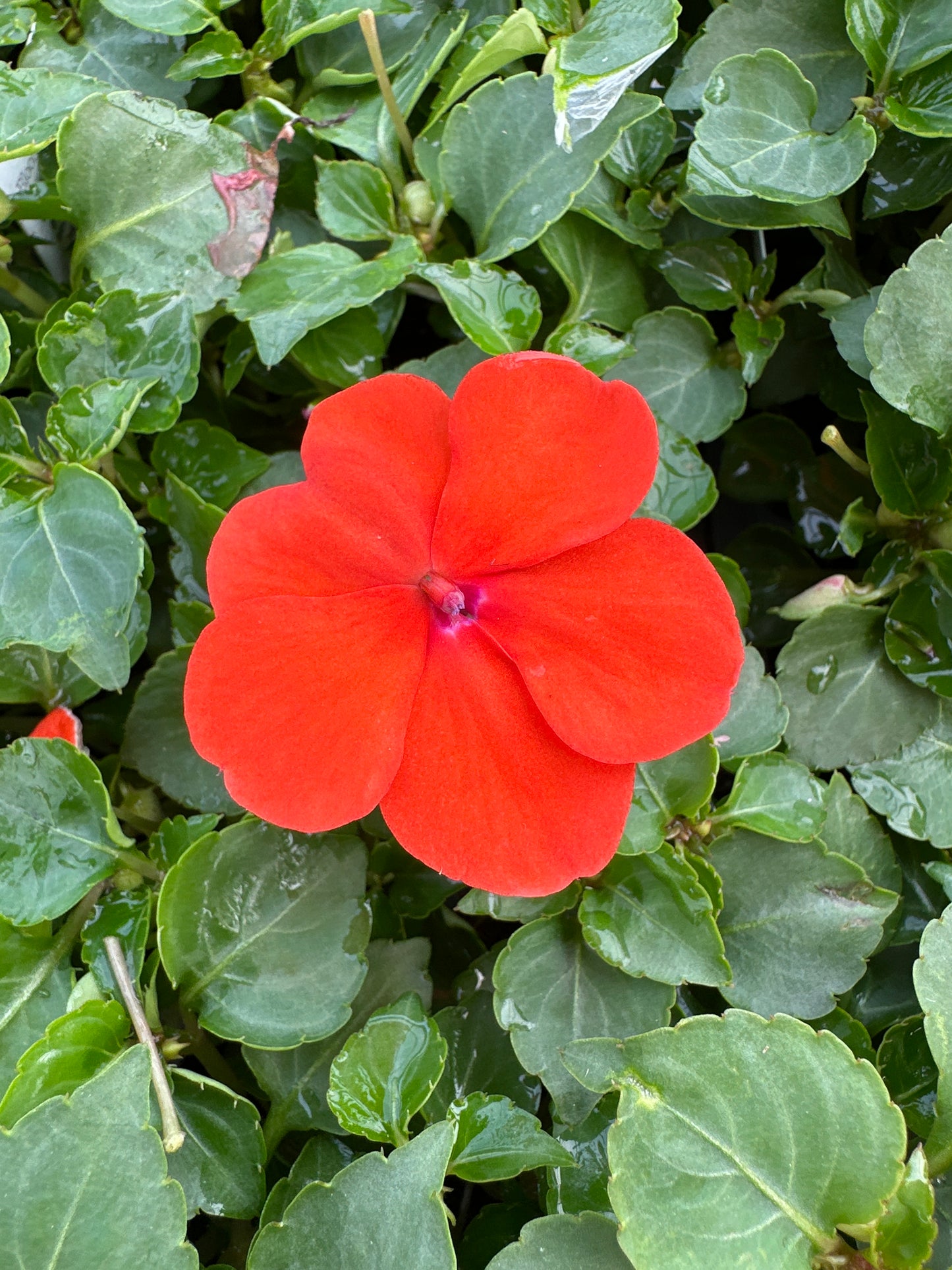 IMPATIENS BEACON ORANGE - FLAT OF 32 PLANTS