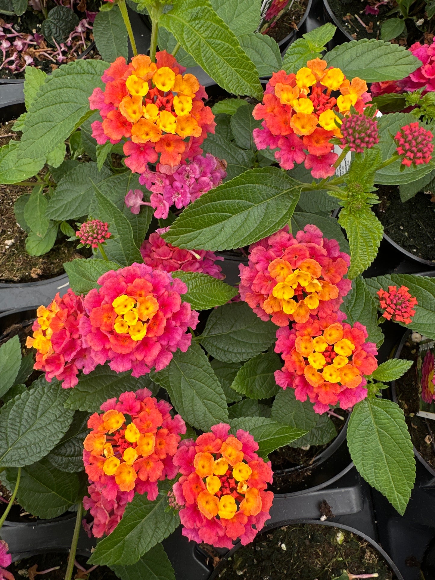LANTANA LANDMARK SUNRISE ROSE - 4'' POT