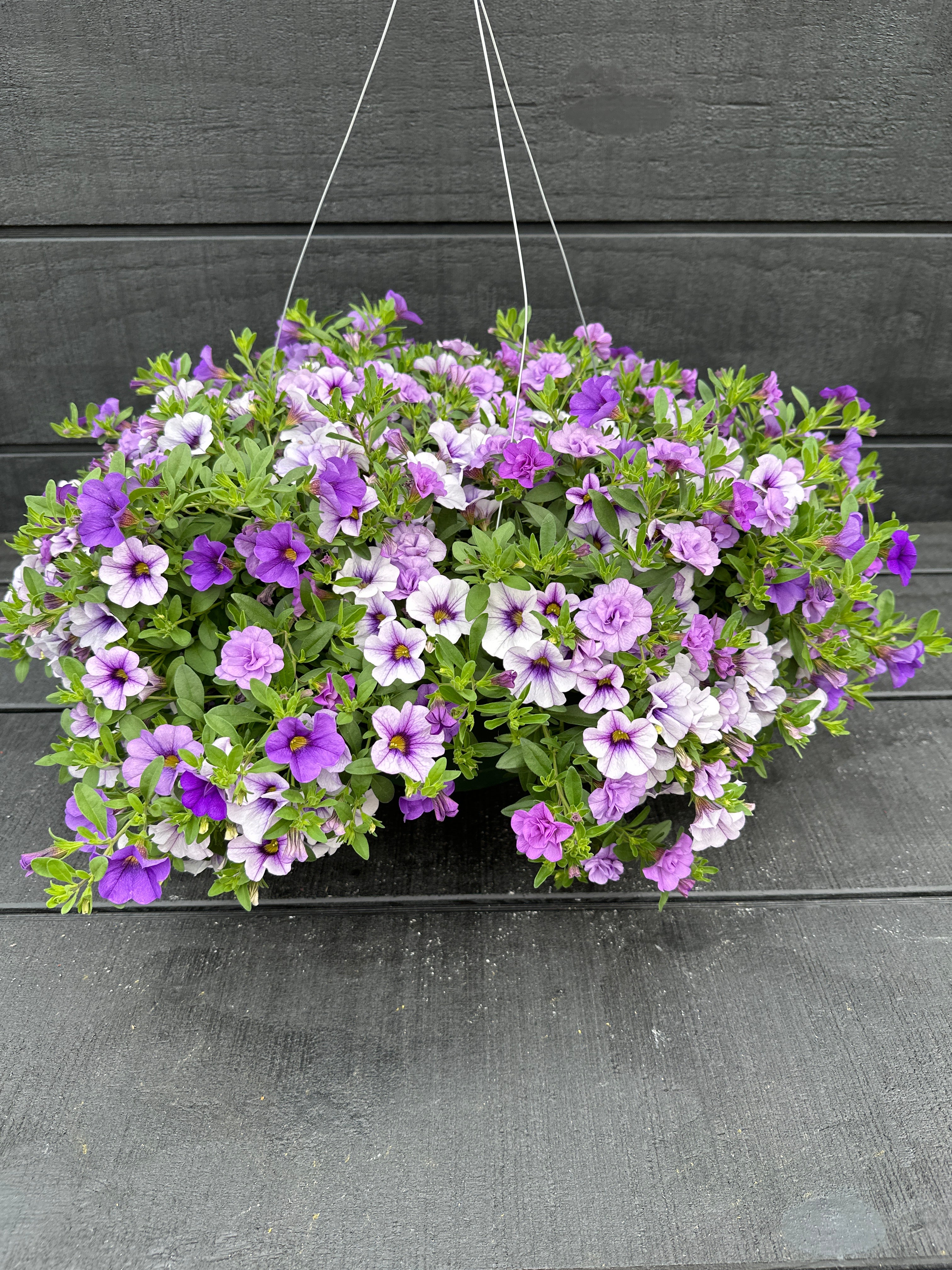COMBO BREAK THE ICE - 10'' HANGING BASKET – Deneweth's Garden Center