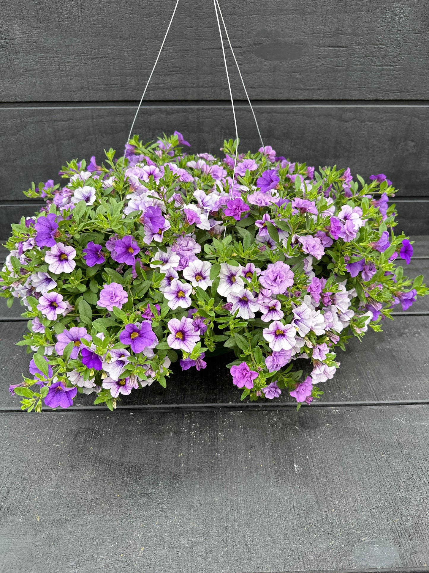 COMBO BREAK THE ICE - 10'' HANGING BASKET