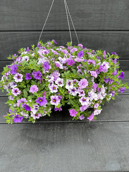 COMBO BREAK THE ICE - 10" HANGING BASKET