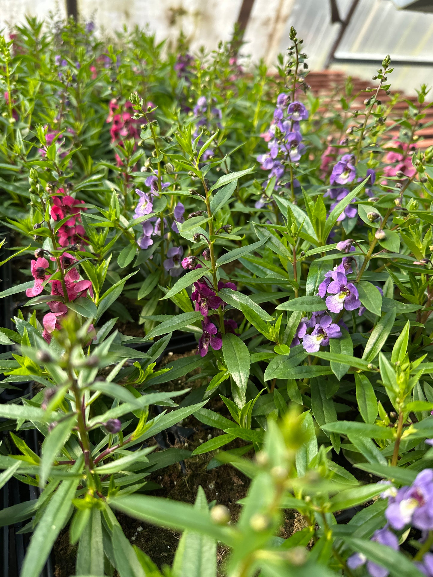 ANGELONIA SERENITA MIX - JUMBO 6 PACK