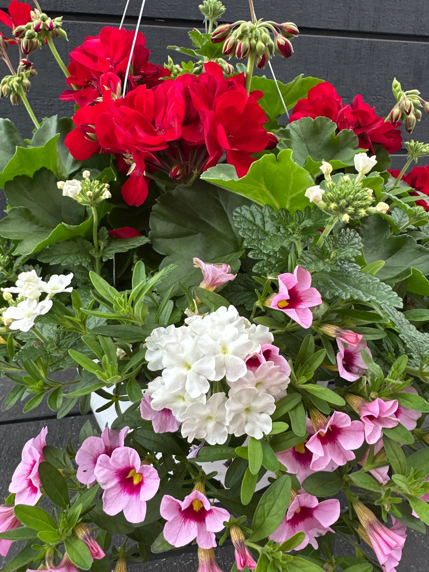 BASKET #58 - 12" HANGING BASKET